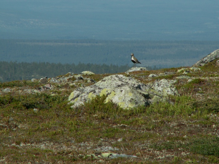 Ljungpipare